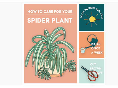 Spider plant care card bold print floral floral illustration graphic design houseplant houseplants how to icon design icons illustration infograph infographic nature illustration plant plant care plant pot spiderplant