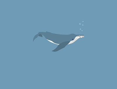 Humpback whale humpback sea vector whale