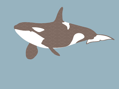 Orca killer orca puget sound whale