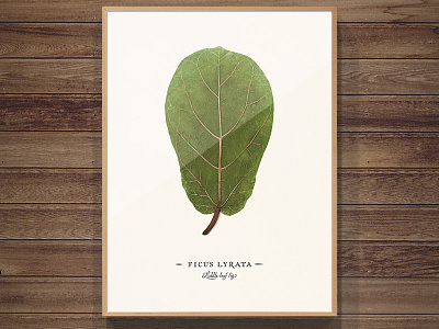 Ficus lyrata art design fiddle leaf fig frame green lettering nature plant print script typography wood