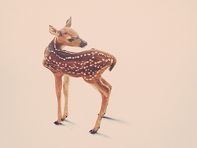 Peach Fuzz art baby deer design fawn fur peach photography print spots