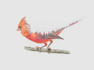 Redwoods bird cardinal double exposure forest nature photography trees woods