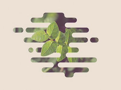 Creeping Fig art green illustration leaf photography plant shape vector vine