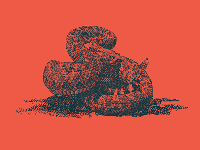 Rattler animation drawing gif illustration rattle rattlesnake red reptile snake texas