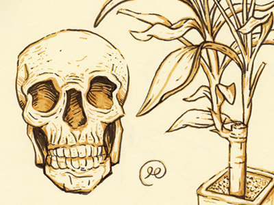 Marker Wallpapers bamboo drawing illustration plant sketch skull wallpaper