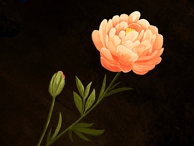 Peony botanical dark digital drawing flower ilustration nature peonies peony retro roses vintage wild
