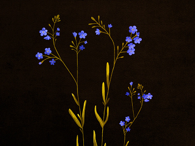 Forget-me-not biology blue botanic dark digital digital art drawing eco flowers forest green ilustration natural nature print wildflowers