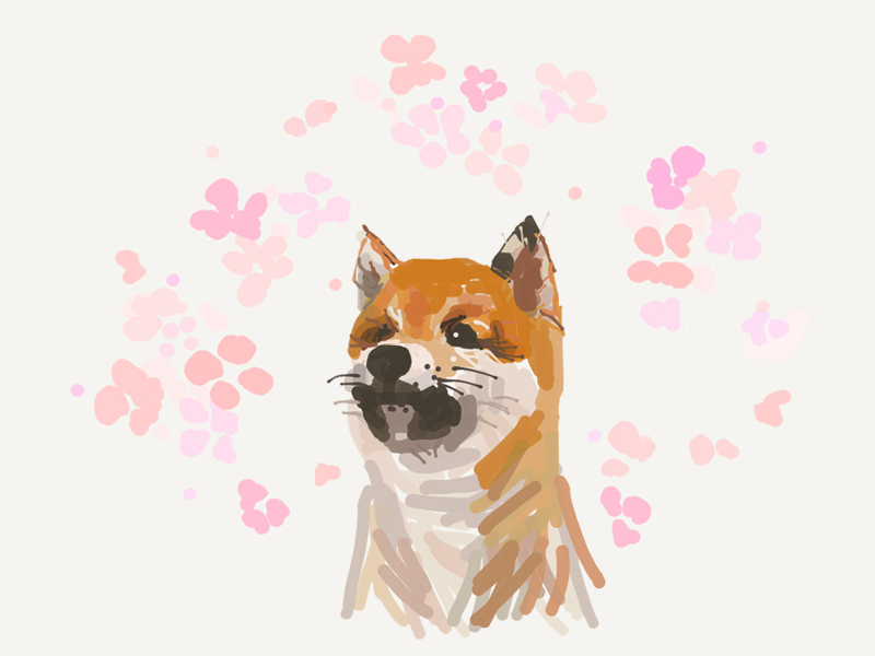 Shiba Inu By Eunkyung Cha On Dribbble