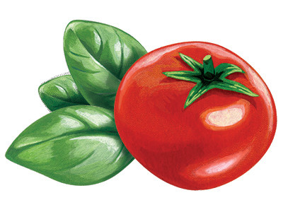 Tomato basil drawing food gouache herb illustration packaging painting tomato vegetable