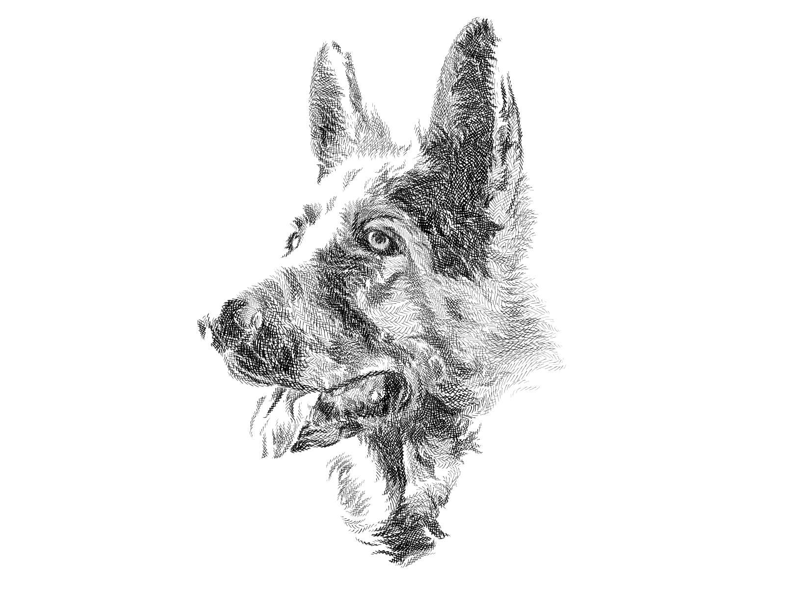 German Shepherd by Vidhi Awasthi on Dribbble