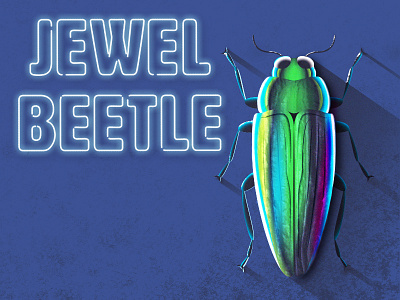 Buggin' Out Week 2: Jewel Beetle adobe buggin out gradients illustrator jewel beetle photoshop vector