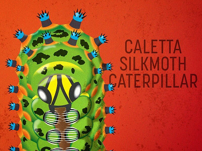 Caletta Silkmoth Caterpillar adobe bug caterpillar illustration illustrator photoshop raster silkmoth vector