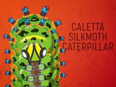 Caletta Silkmoth Caterpillar