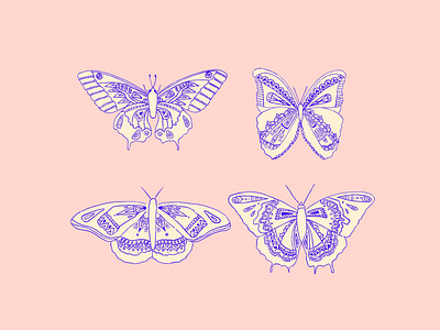 Butterfly Illustration