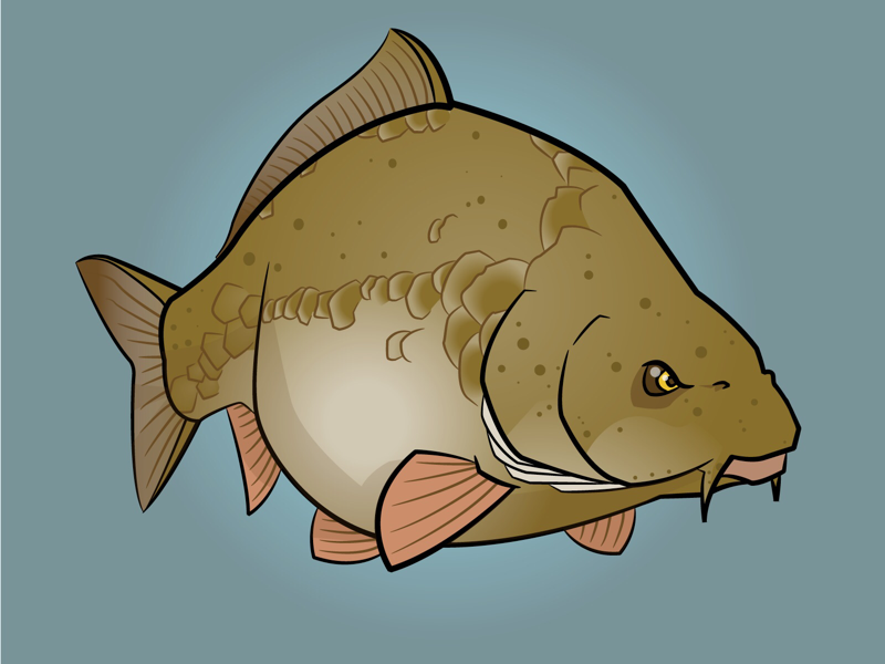 Red River Carp fishing fish carp illustration