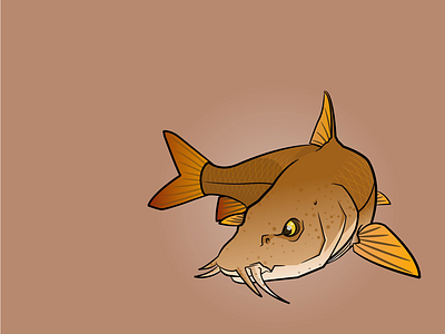 Red River Barbel barbel fish fishing illustration