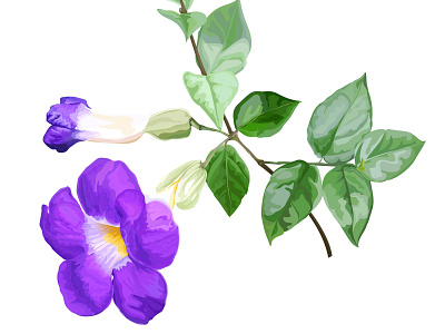 Thunbergia Erecta flower vector illustration