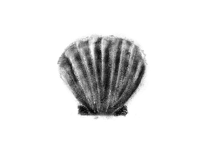 Shell illustration photoshop study