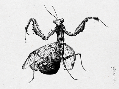 Drawing mantis - Illustration scanned