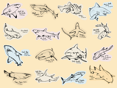 Shark Sketches fish illustration illustrations pattern patterns sea sharks sketch sketches