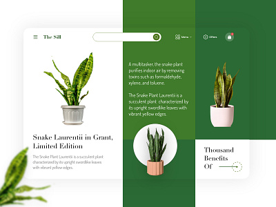 The skill - Snake Laurentii in Grant art branding decor design flat gogreen green happy illustration logo minimal planet plant snake snakeplant typography ui ux vector