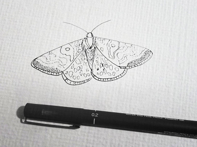 EB Moth 01 illustration moth pen