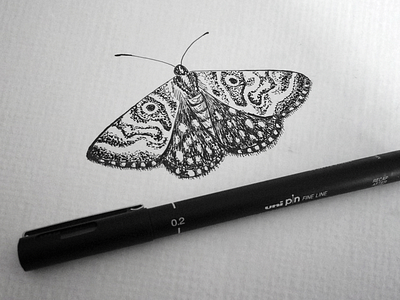 EB Moth 02 illustration moth pen