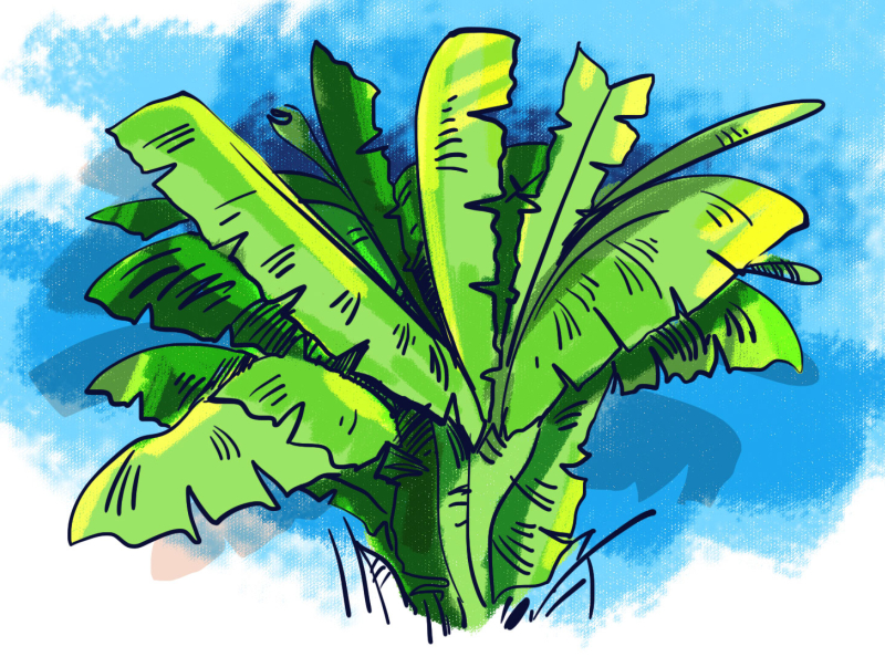 drawing pictures of banana tree - Clip Art Library-saigonsouth.com.vn