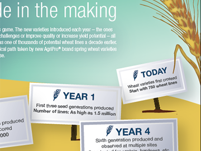 Wheat Breeding Infographic breeding graphics illustration infographic timeline wheat