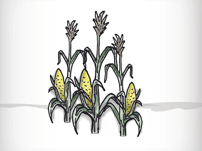 Corn Stalks agribusiness agriculture computerized corn hand drawn sketch
