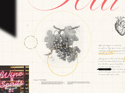 Vine.Ly | Wine Visuals art direction collage composition design illustration wine