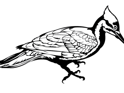 wood pecker bird illustration