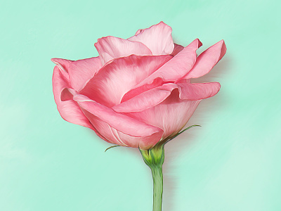 Photoshop Digital Painting - Flower art colorful cropped digital painting flower oil photoshop pink rose shadow teal