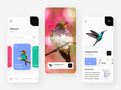 Bird Discovery App Design