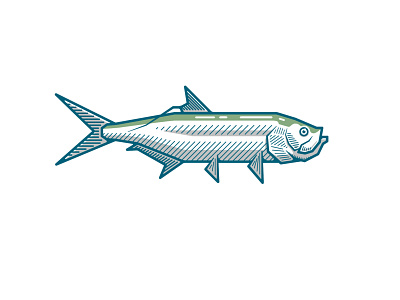 Tarpon experiment fishing fishing logo flyfishing flyfishing logo gamefish redfish saltwater fishing silver king tarpon tarpon design tarpon fishing tarpon logo