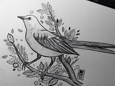mockingbird bird ink mockingbird sketch