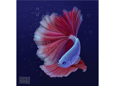 Рыбка "Петушок" аквариум вода море петушок рыба