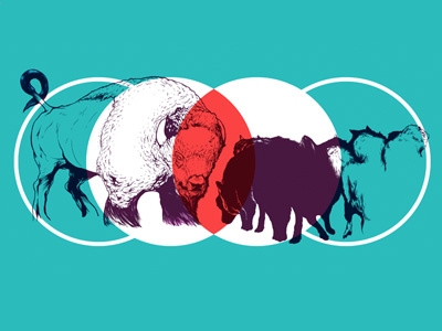 Fighting Buffalo blue buffalo circles design fight geometric illustration lp minimalist music purple red silhoutte wolf