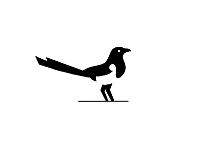 Black and white bird