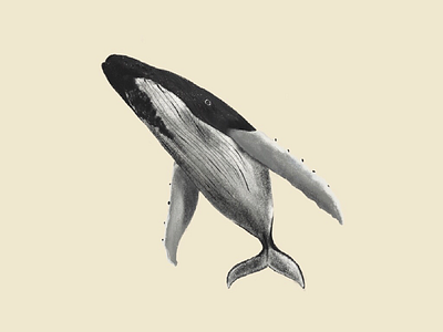 Humpback Whale animals illustration whale