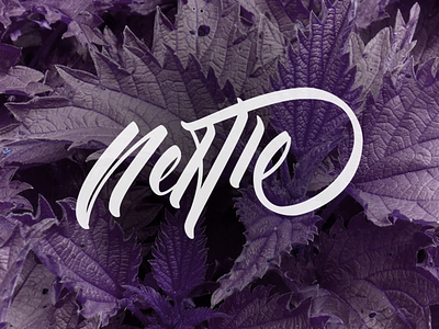 nettle purple