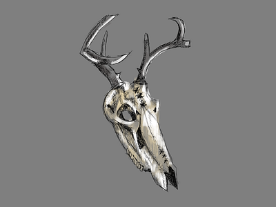 Deer Skull art deer design drawing horns illustration ink skull