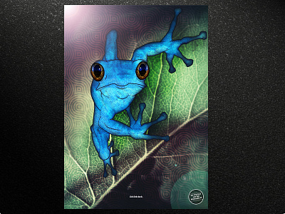 Frog color frog photoshop poster