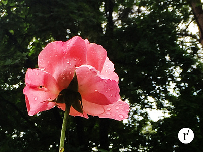 Kristin Rairden Backyard Rose