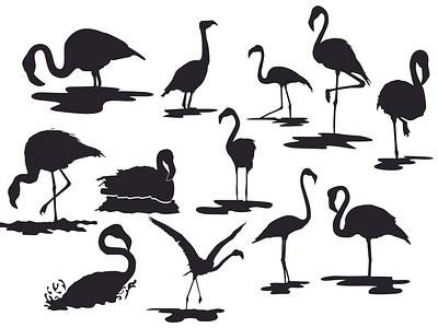 The Flamingo Bird's Silhouette