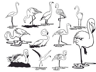 Set Flamingo Bird with a Line Art Style animal animal art animal illustration animals art artwork bird birds decoration design illustration inspiration line art lineart studio vector