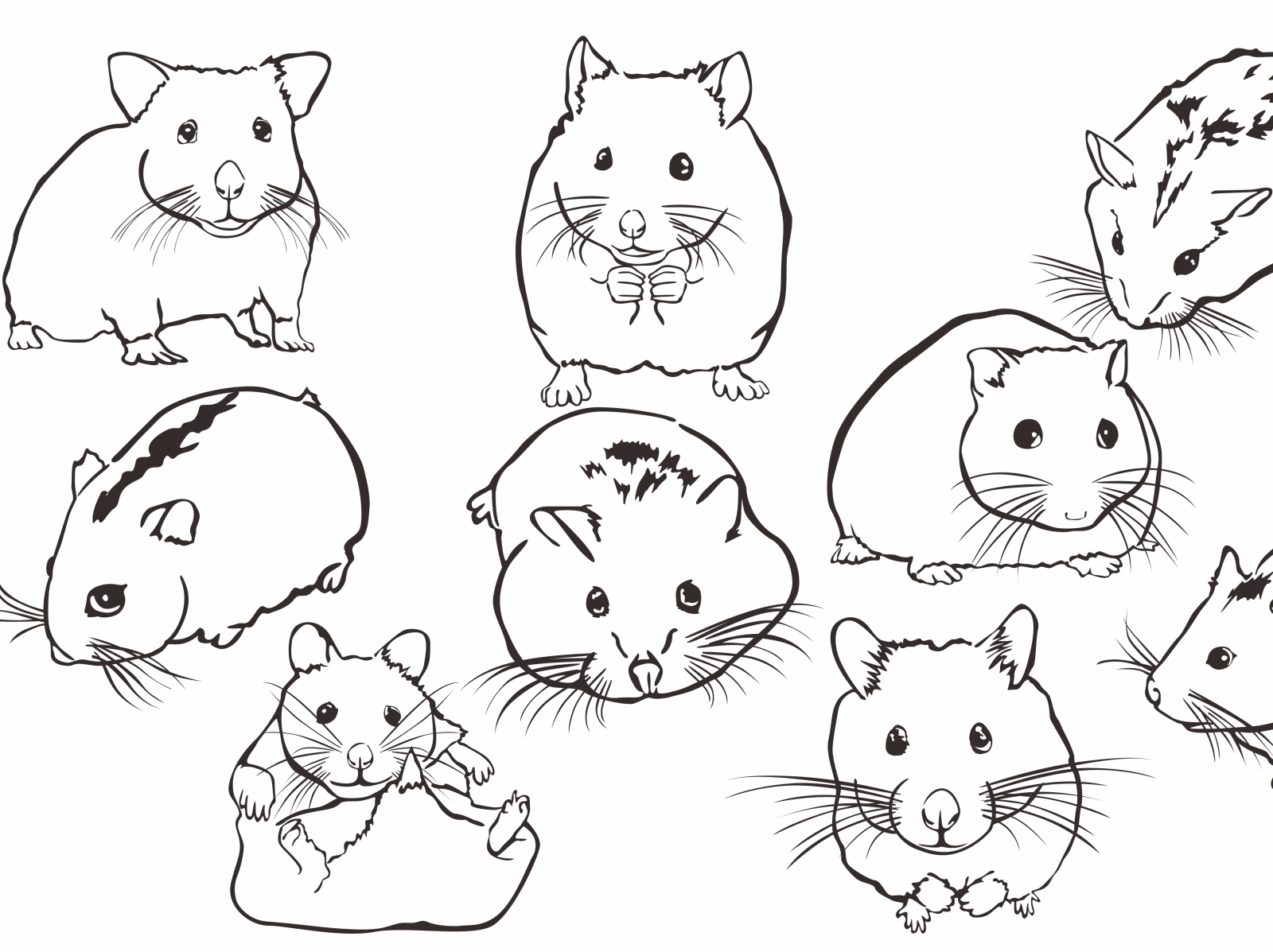 Hamster with line art style by Arief sapta adjie on Dribbble