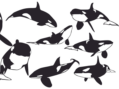 Orca Whale Vector animal animal art animal illustration animals black design fish illustration inspiration line art orca sea vector whale