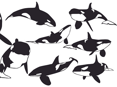 Orca Whale Vector