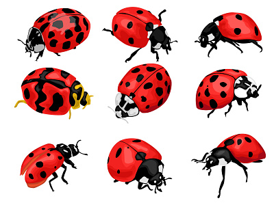 Ladybug animal animal illustration design illustration insect inspiration ladybug ladybugs studio vector